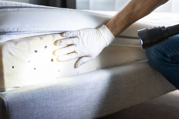 Best Termite Control Services  in White Castle, LA