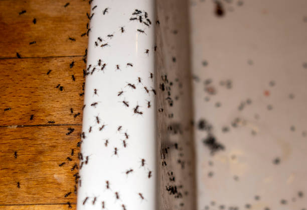 Best Bed Bug Extermination  in White Castle, LA