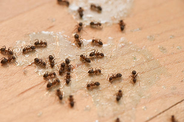 Best Pest Control for Businesses  in White Castle, LA