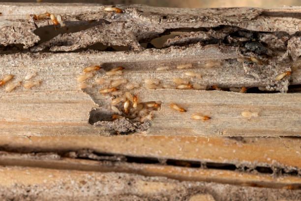 Best Pest Prevention Services  in White Castle, LA