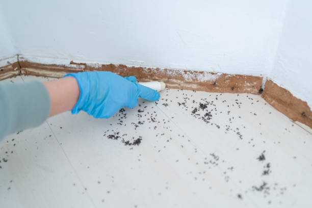 Best Mosquito Control Services  in White Castle, LA